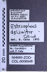 Etiketten zu Esthesopus delinitor (Candèze, 1860) (NHMW-ZOO-COL-0006940)